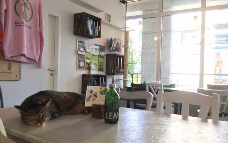 Sind Katzen im Restaurant erlaubt?