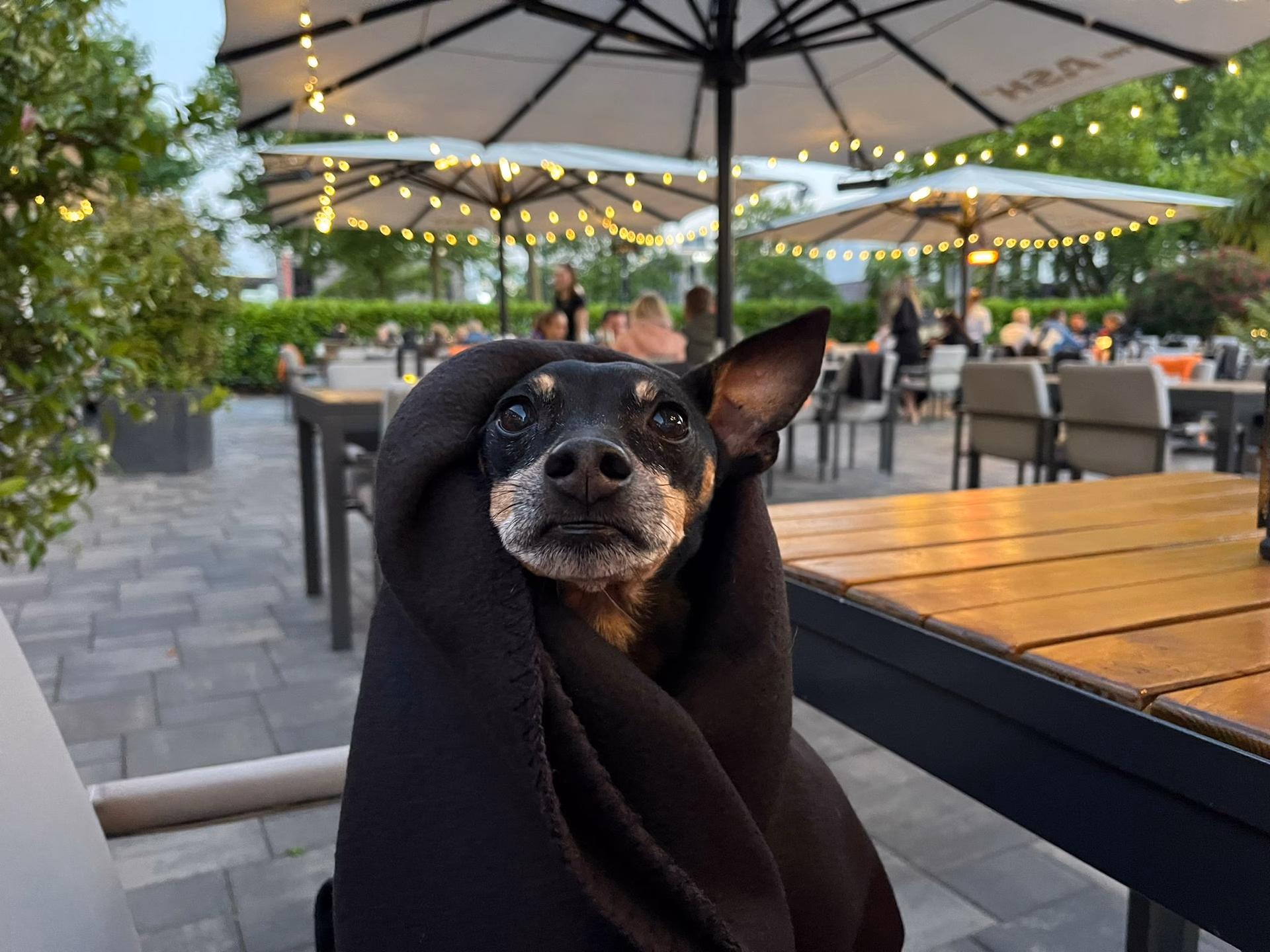 Was bedeutet es, wenn ein Restaurant hundefreundlich ist?